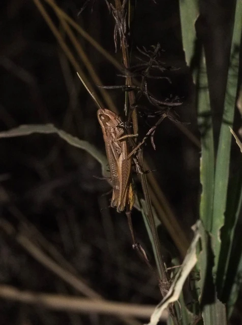 Euchorthippus declivus - rövidszárnyú rétisáska