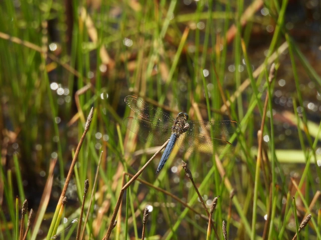 Orthetrum coerulescens - karcsú pásztorszitakötő