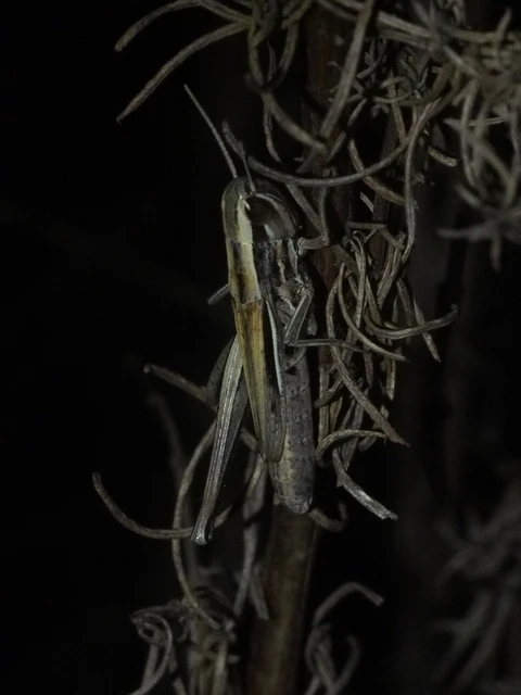 Euchorthippus declivus - rövidszárnyú rétisáska