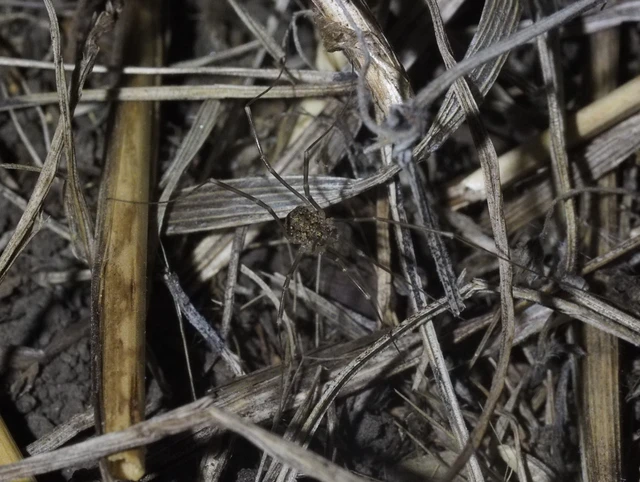 Opiliones - Kaszáspókok