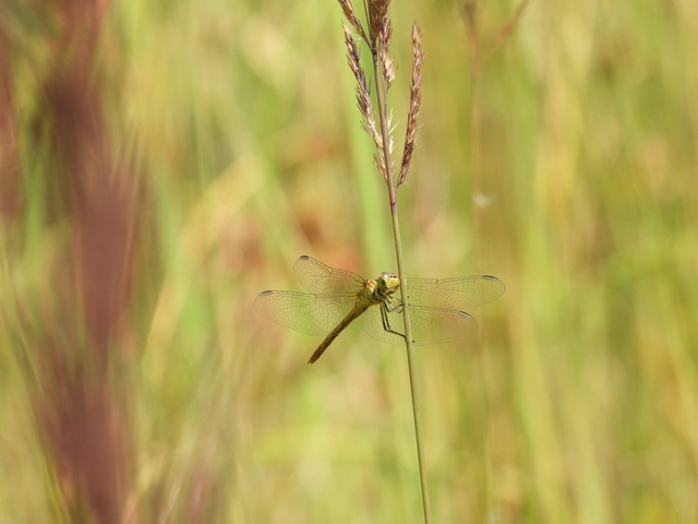 Sympetrum meridionale - fakó katona-szitakötő