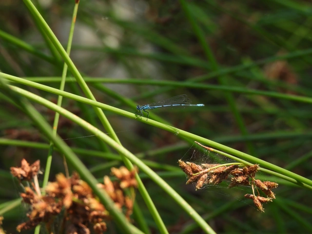 Coenagrion puella - azúrkék légivadász