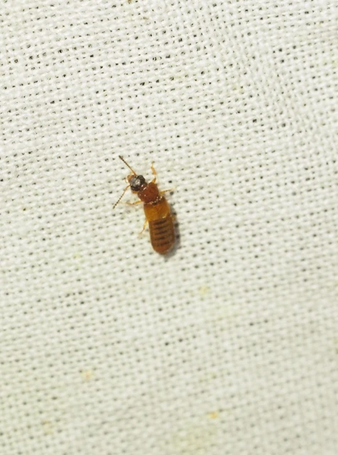 Anotylus rugosus - rovátkáshátú korhóholyva Anotylus rugosus - rovátkáshátú korhóholyva