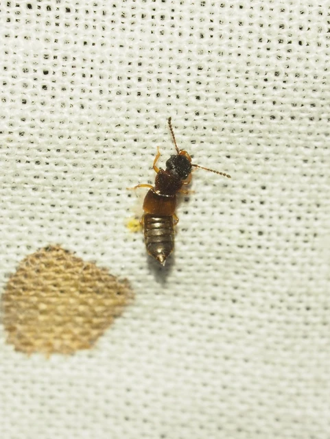 Anotylus rugosus - rovátkáshátú korhóholyva Anotylus rugosus - rovátkáshátú korhóholyva
