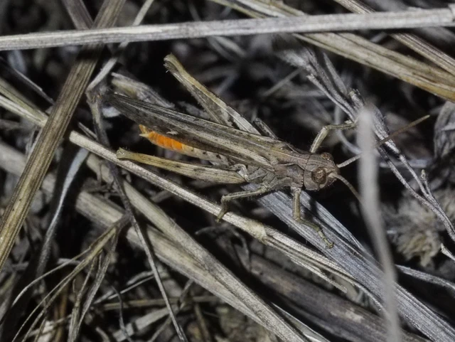 Chorthippus (Glyptobothrus) (subgenus)