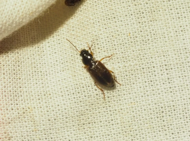 Stenolophus mixtus - közönséges turzásfutó