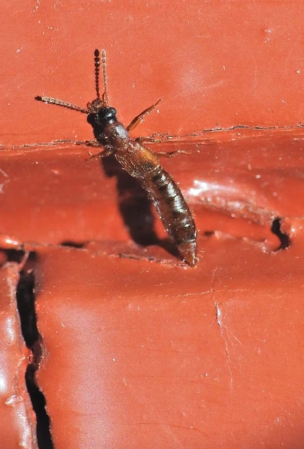 Manda mandibularis