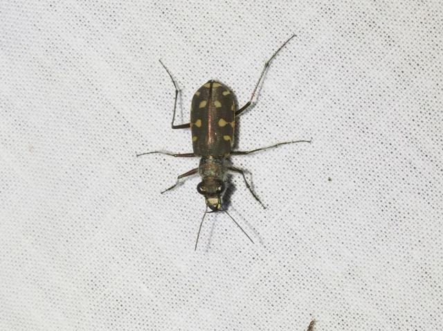 Calomera littoralis nemoralis - sziki homokfutrinka