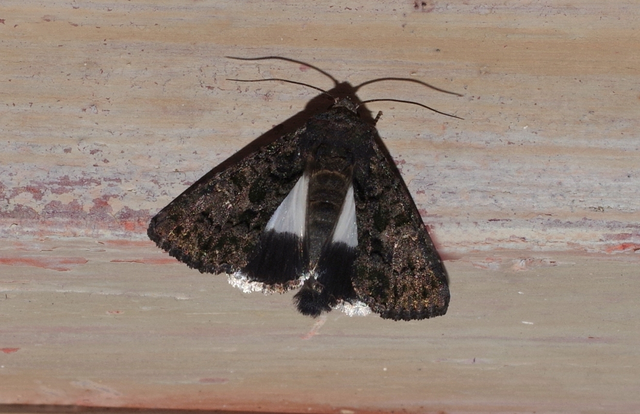 déli folyófűbagoly - Anophia leucomelas