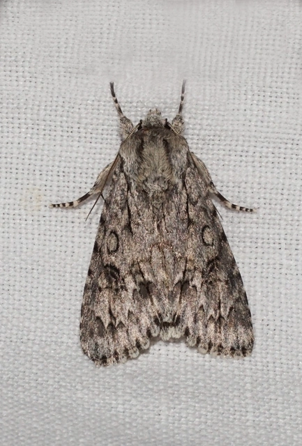 Acronicta aceris - vadgesztenye-szigonyosbagoly