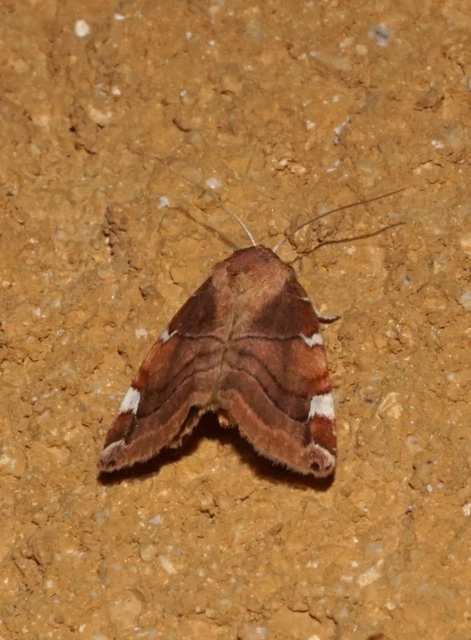 Cosmia diffinis - szilfa-lombbagoly