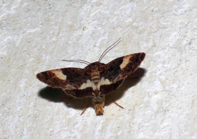 fekete nappalibagoly - Tyta luctuosa