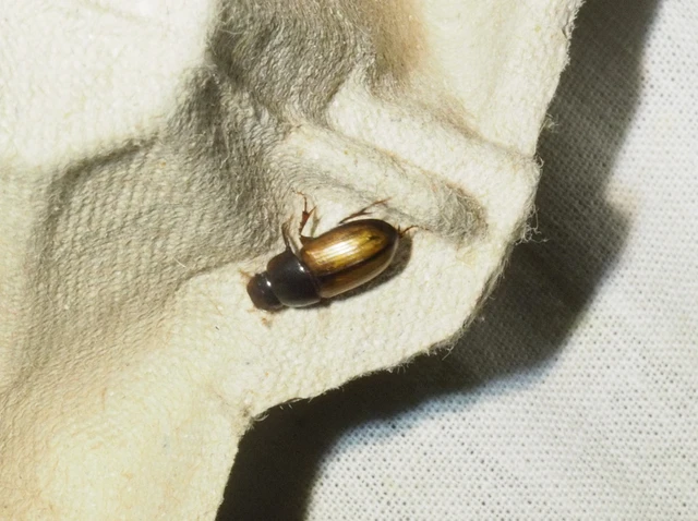 Bodilus ictericus