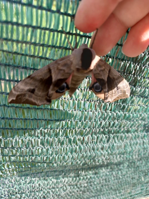 Smerinthus ocellatus - esti pávaszem