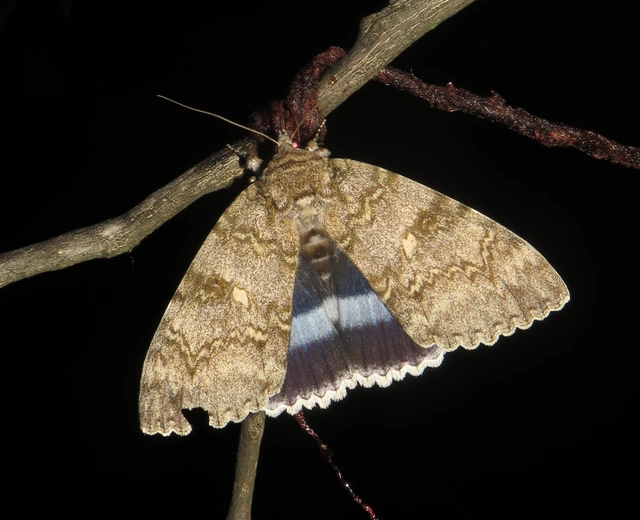 kék övesbagoly - Catocala fraxini