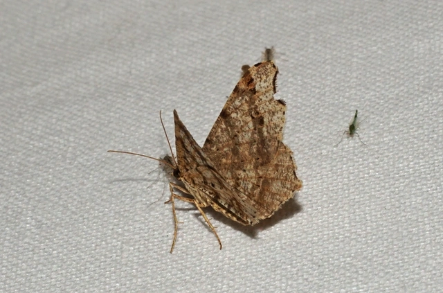 Macaria alternata - közönséges szürkearaszoló