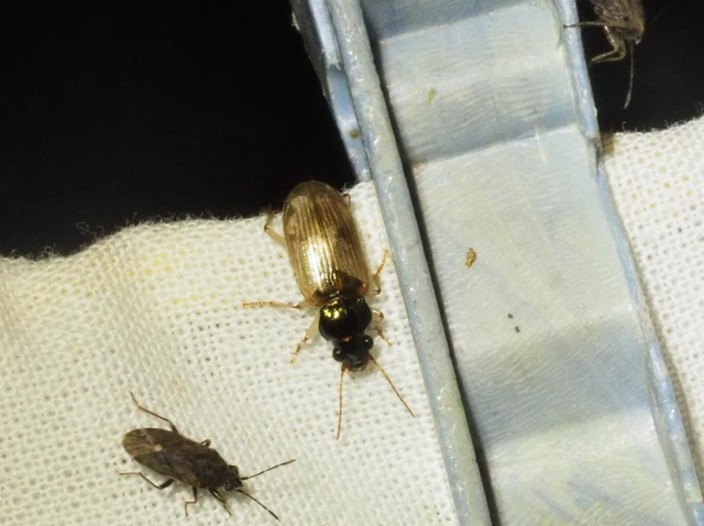 Pogonus luridipennis - pompás székifutonc