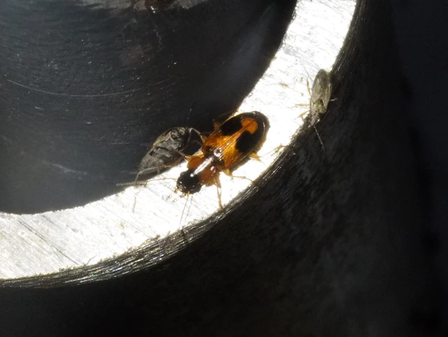 Badister meridionalis - közönséges posványfutonc