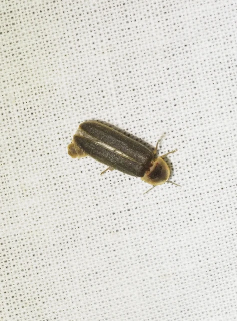 Lampyris noctiluca - nagy szentjánosbogár