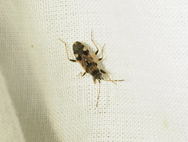 Beosus maritimus - homoki bodobács