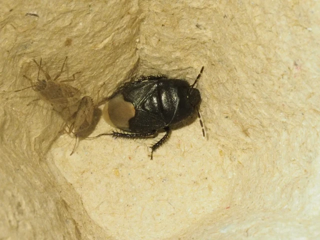 Cydnus aterrimus - nagy földipoloska