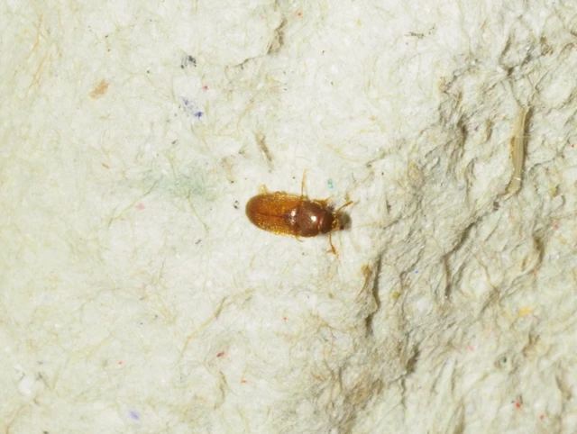 Typhaea