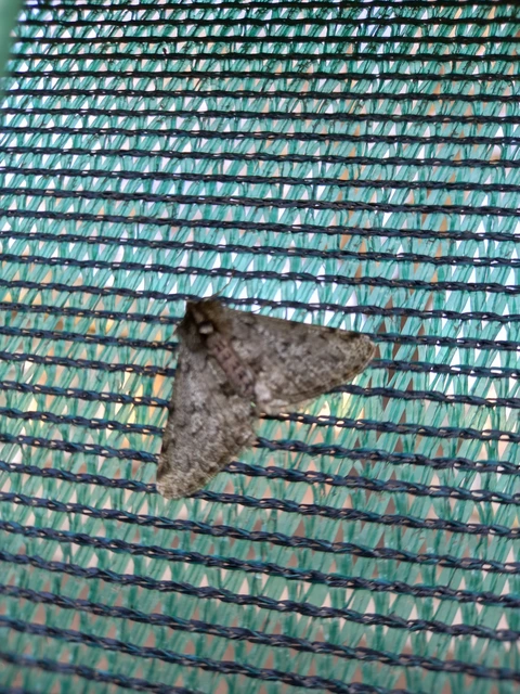 Apocheima pilosaria - zöldes tavasziaraszoló