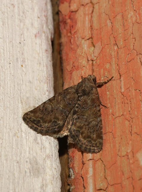 kétszínű dudvabagoly - Mesoligia furuncula