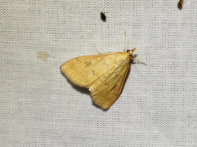Ostrinia nubilalis - kukoricamoly