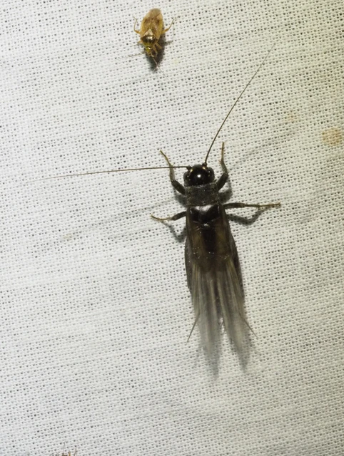 Eumodicogryllus bordigalensis - bordói tücsök