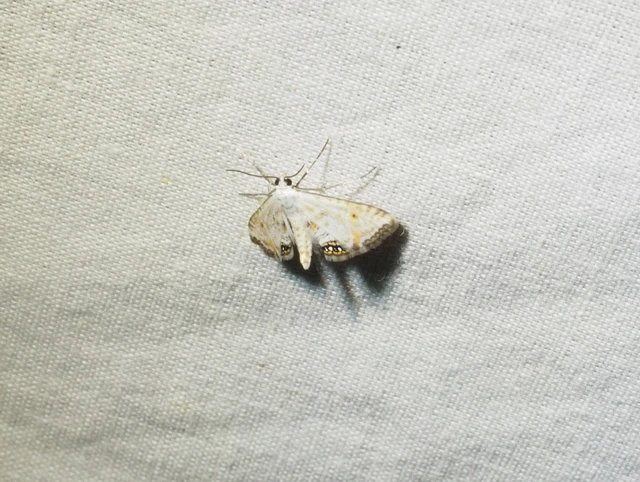 Cataclysta lemnata - békalencsemoly
