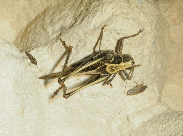 Platycleis