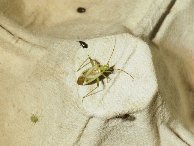 Adelphocoris lineolatus - lucernapoloska
