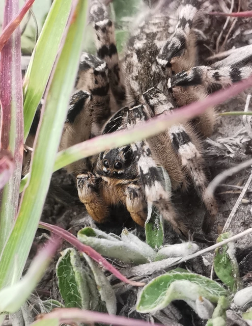Lycosa singoriensis - szongáriai cselőpók