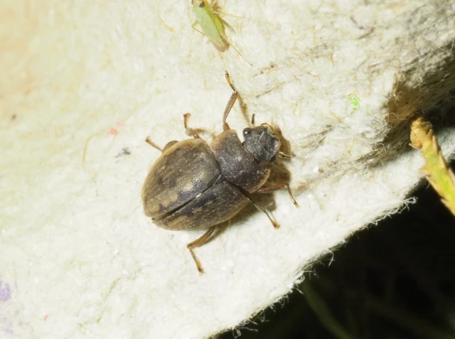 Spercheus emarginatus - ciripelő dajkacsibor