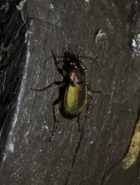 Chlaenius nitidulus - közönséges bűzfutó