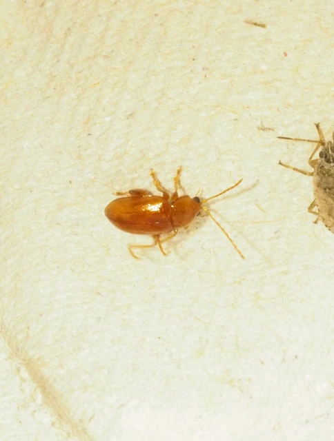 Neocrepidodera