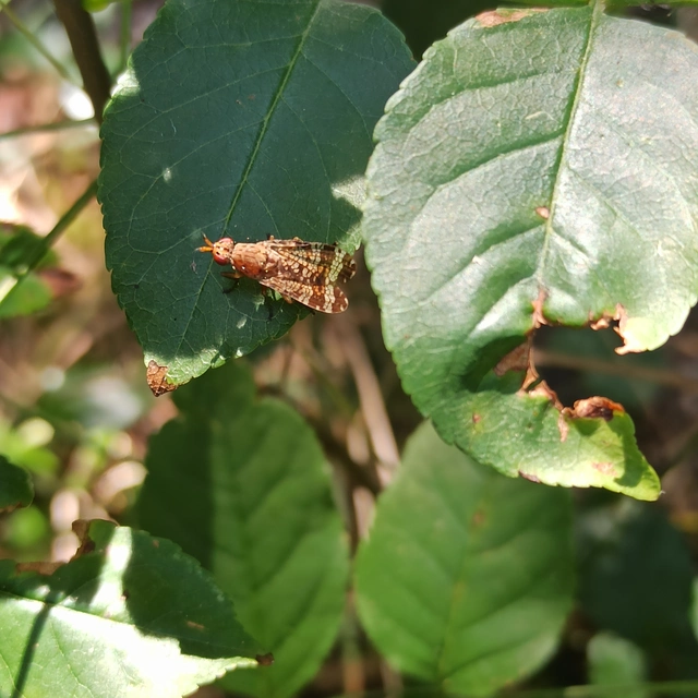 Sciomyzidae - szarvaslégyfélék