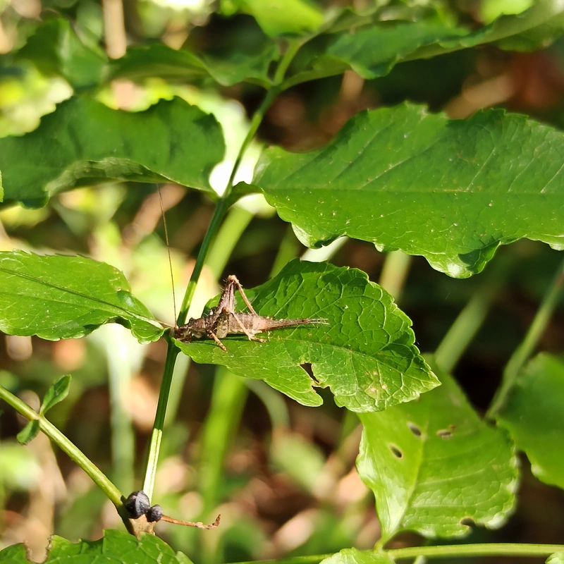 Arachnocephalus vestitus