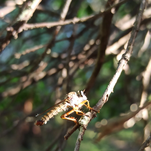 Aneomochtherus