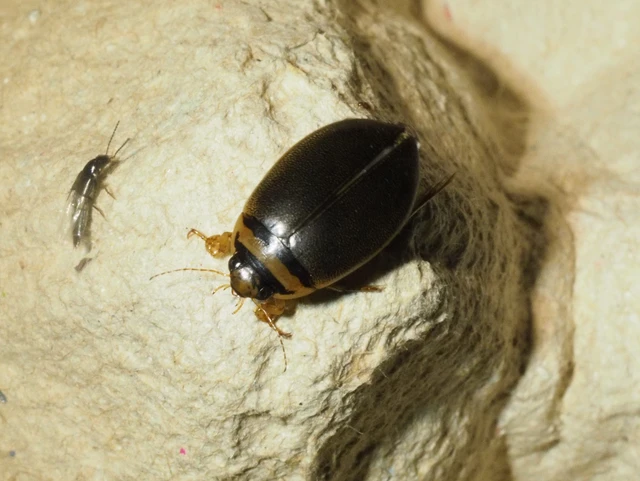 Graphoderus austriacus - kis tavicsíkbogár