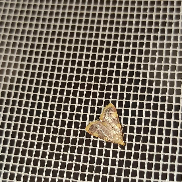 Hypsopygia costalis - szénailonca