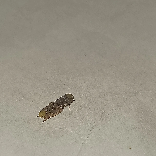 Hishimonus hamatus