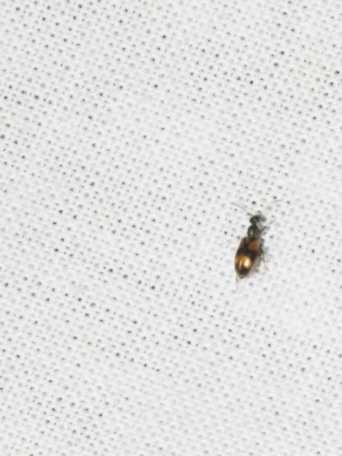 Anthicus antherinus - közönséges fürgebogár