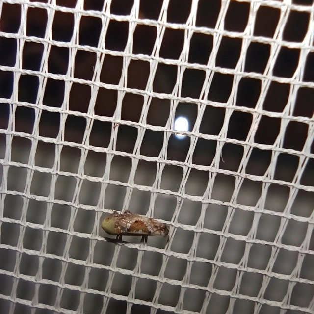 Hishimonus hamatus