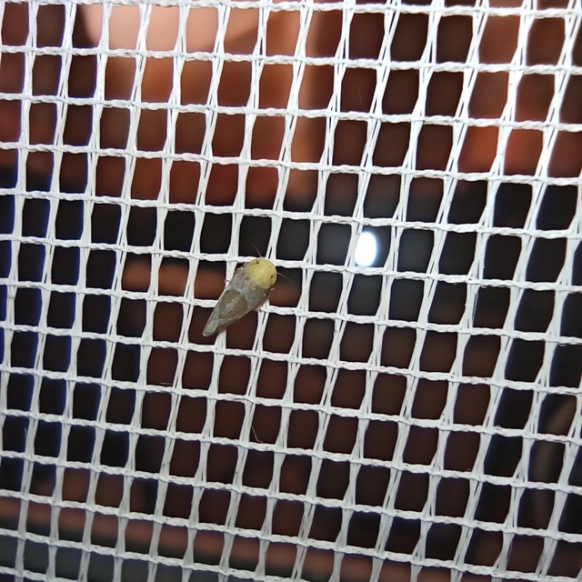 Hishimonus hamatus