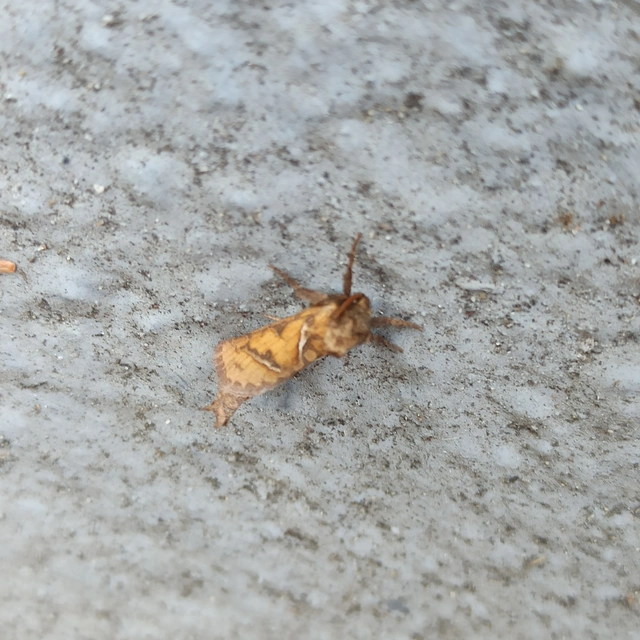 Triodia sylvina - kis gyökérrágólepke