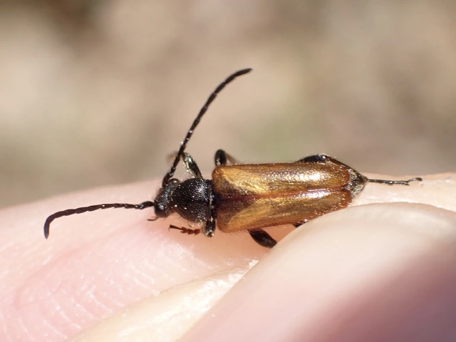 Pseudovadonia livida - barnás virágcincér