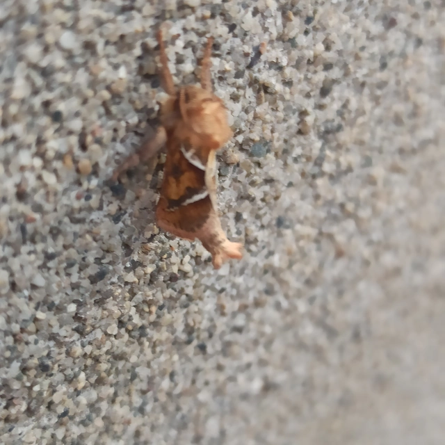 Triodia sylvina - kis gyökérrágólepke