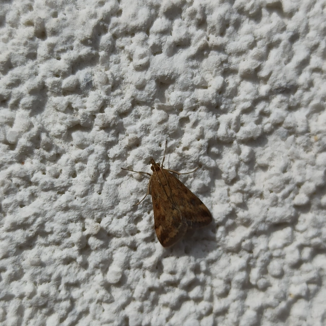 Pyrausta despicata - réti bíbormoly